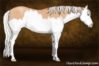 Horse Color:Silver Amber Champagne Splash 