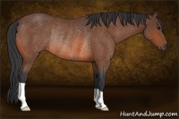 Horse Color:Bay Rabicano 