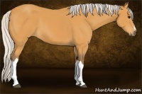 Horse Color:Silver Buckskin 