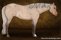 Horse Color:Silver Bay Roan Dun 