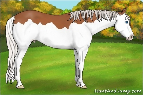 Horse Color: Silver Bay Splash 