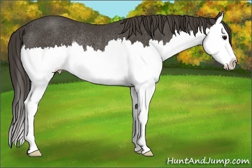 Horse Color: Smoky Black Splash Rabicano 