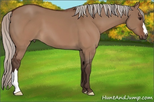 Horse Color: Silver Brown Dun 