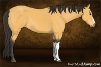 Horse Color:Buckskin 
