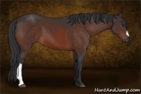 Horse Color:Brown 