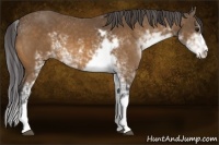 Horse Color:Buckskin Sabino 