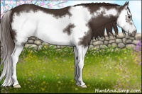 Horse Color:Liver Chestnut Splash Frame 