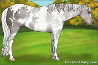 Horse Color:White Spotted Silver Black 