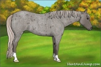 Horse Color:Silver Blue Roan 