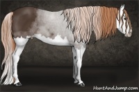 Horse Color:Liver Chestnut Splash 