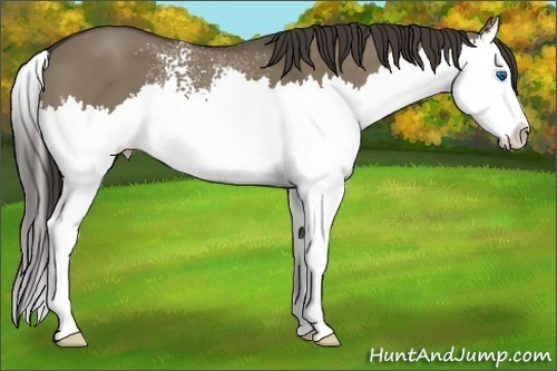 Horse Color: White Spotted Smoky Grullo Splash 