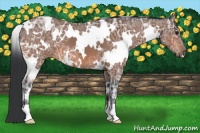 Horse Color:White Spotted Bay Ice 