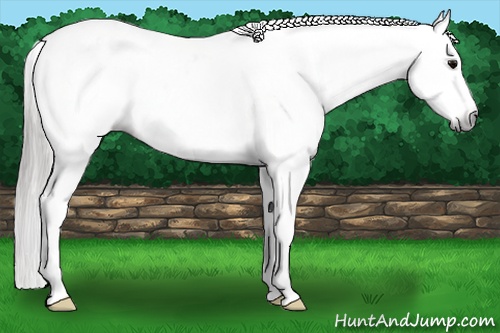 Horse Color:Gray Grullo Frame Blanket 