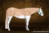 Horse Color:Gold Champagne Splash