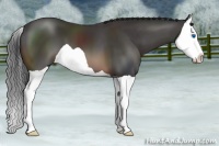 Horse Color:Brown Splash