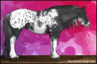 Horse Color:White Spotted Black Splash Tobiano Frame Appaloosa 