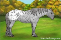 Horse Color:Blue Roan Appaloosa 