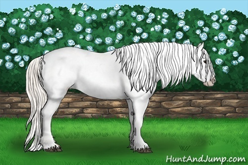 Horse Color: Silver Buckskin Varnish 