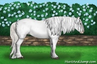 Horse Color:Silver Buckskin Varnish 