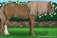 Horse Color:Chocolate Palomino 