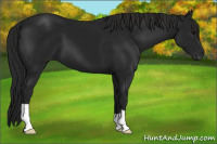Horse Color:Gray Black 