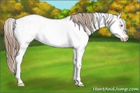 Horse Color:Bay Pearl Sabino Rabicano