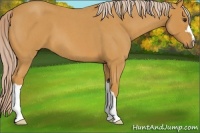 Horse Color:Palomino Roan 