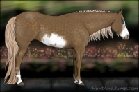 Horse Color:Chocolate Palomino Sabino Frame 