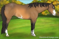 Horse Color:Buckskin Sabino 