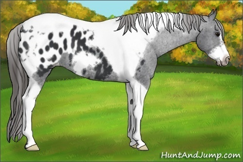 Horse Color:Black Tobiano Frame Appaloosa 