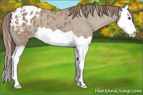 Horse Color:Classic Champagne Splash Appaloosa 