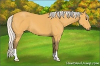 Horse Color:Silver Buckskin 