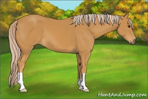Horse Color: Palomino 