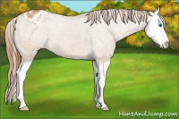 Horse Color:Red Dun Splash Appaloosa 