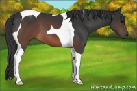Horse Color:Brown Tobiano