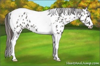 Horse Color:Grullo Tobiano Appaloosa 