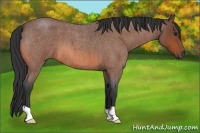 Horse Color:Bay Roan 