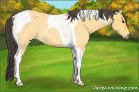 Horse Color:Buckskin Roan Tobiano 