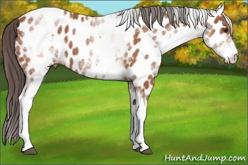Horse Color: White Spotted Bay Near Leopard 
