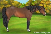 Horse Color:Bay Sabino 