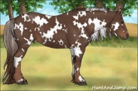 Horse Color:White Spotted Liver Chestnut