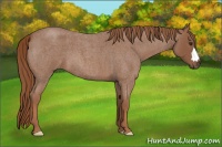Horse Color:Red Roan 