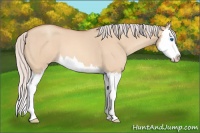 Horse Color:Silver Amber Champagne Roan Dun Splash 