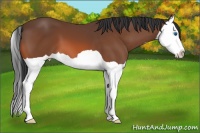 Horse Color:Bay Splash 
