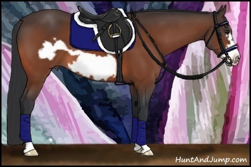 Horse Color: Bay Frame 
