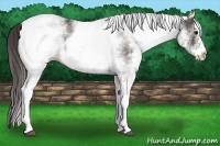 Horse Color:White Spotted Smoky Black 