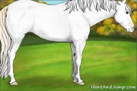 Horse Color:White Spotted Palomino 