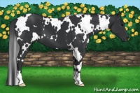 Horse Color:White Spotted Black 