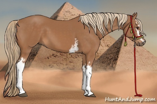 Horse Color: White Spotted Chestnut 
