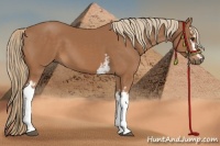 Horse Color:White Spotted Chestnut 